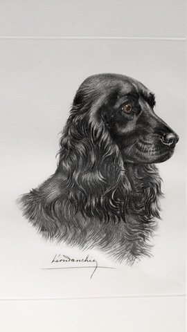 Cocker