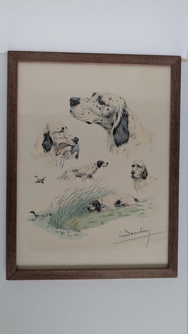 Etude de Setter Anglais