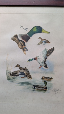Etude de canards colverts