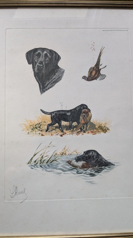 Labrador et gubiers