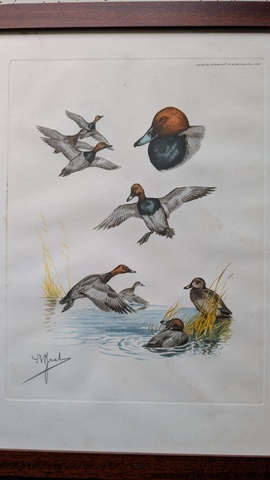Etude canards milouins