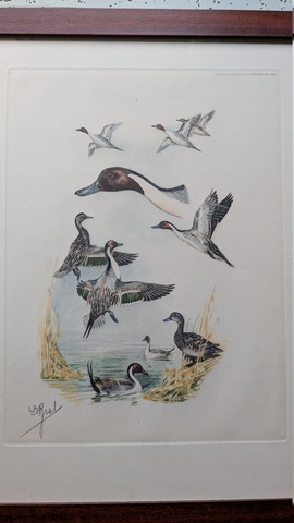 Etude de canards pilets